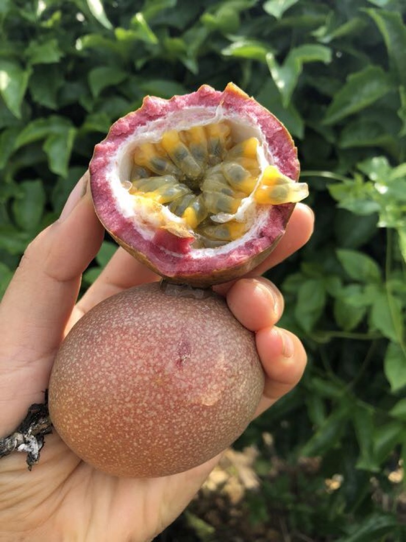 紫香一号百香果中大果5斤装