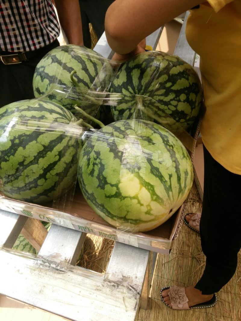 美都，甜王，8424.