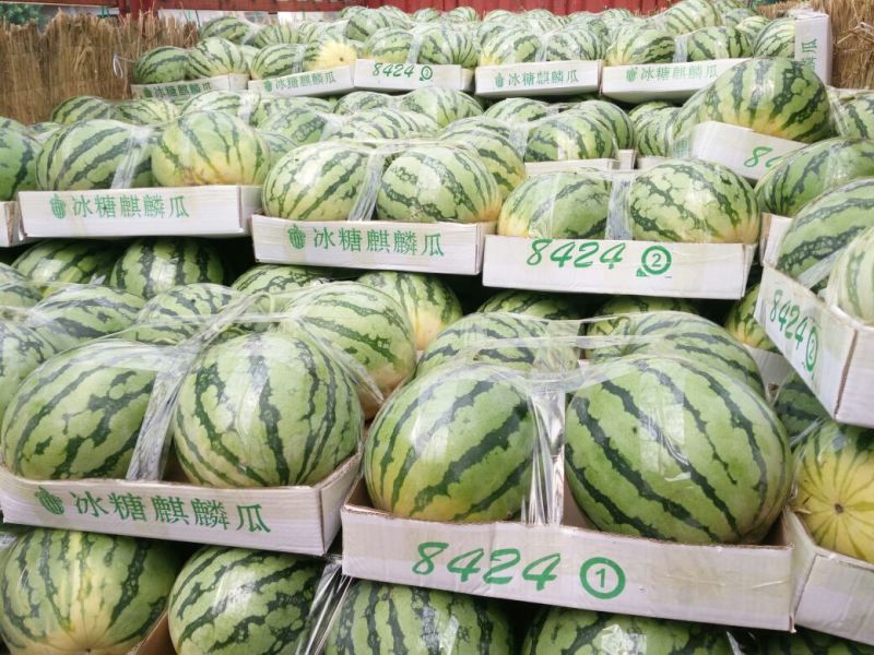 美都，甜王，8424.