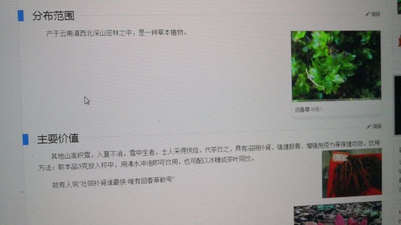 批发回春草
