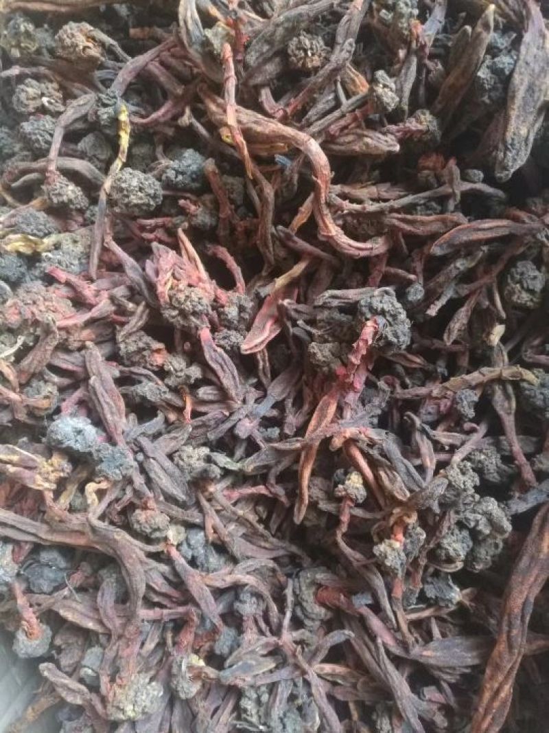 批发回春草