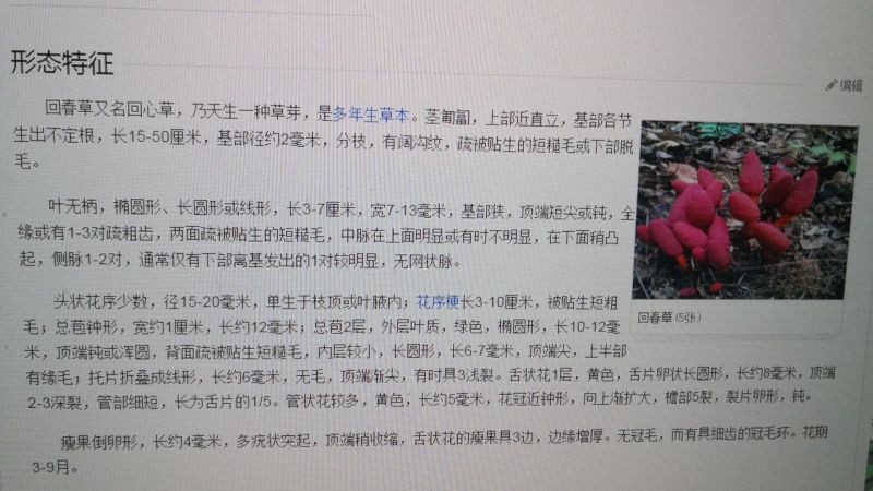 批发回春草