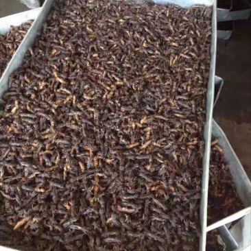 真正的产地蝼蛄欢迎老板们大量订购，包装质量充足