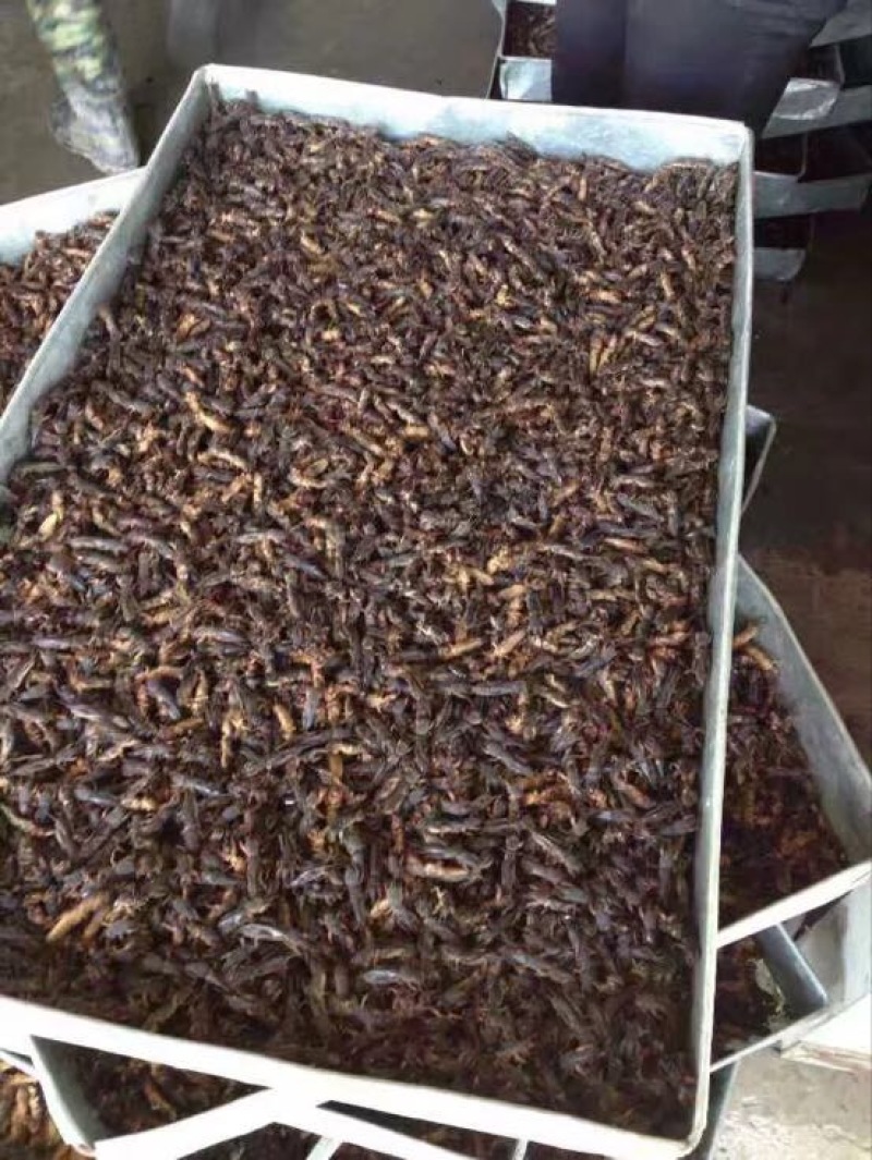 真正的产地蝼蛄欢迎老板们大量订购，包装质量充足