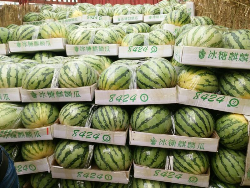 美都，甜王，8424.