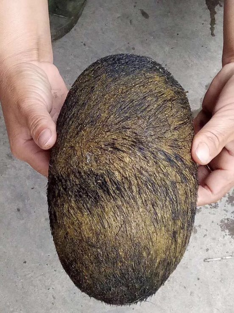 猪宝