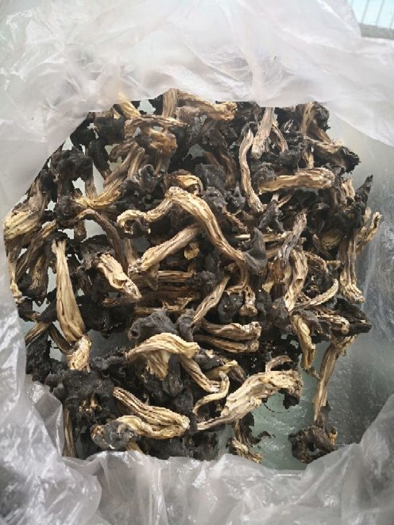 马鞍菌，海拔3000千米生长地。