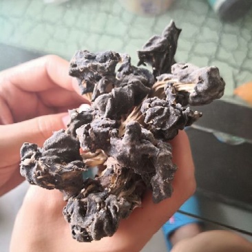 马鞍菌，海拔3000千米生长地。