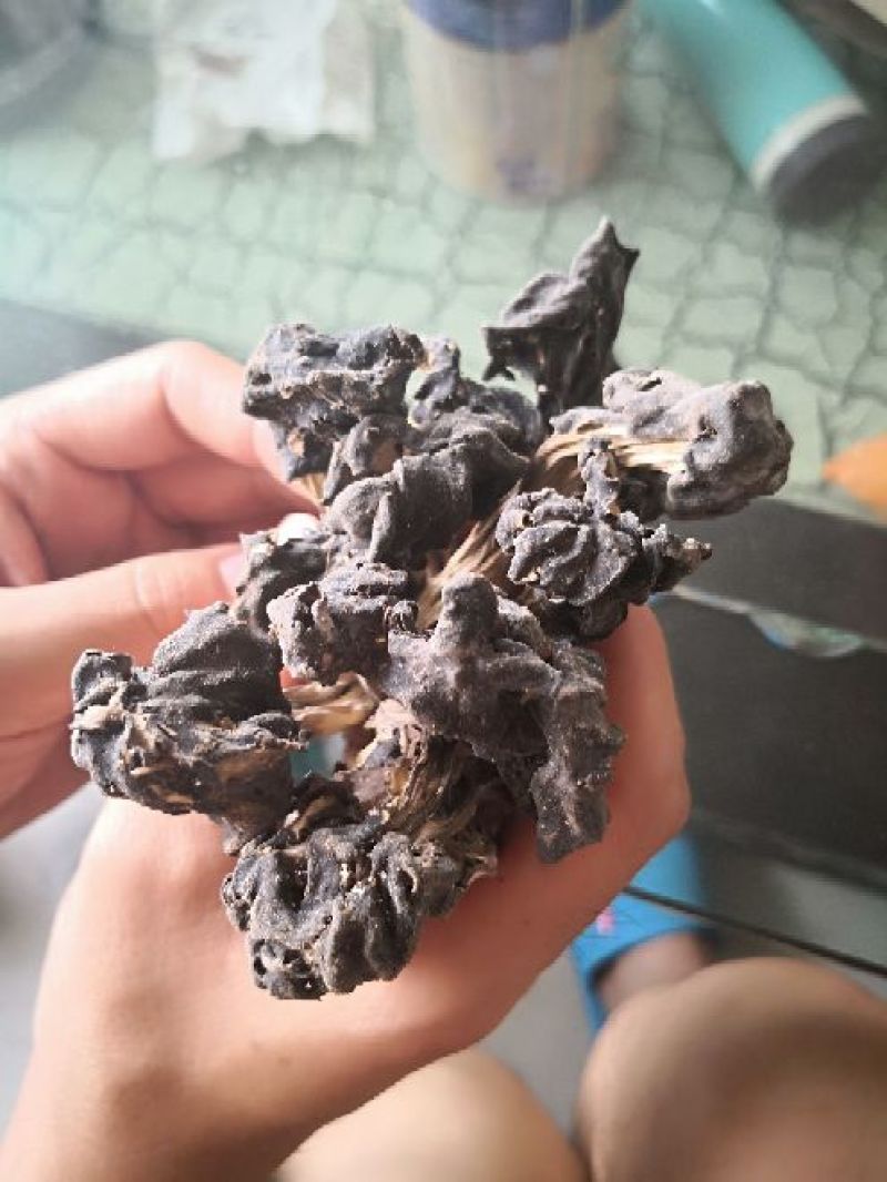 马鞍菌，海拔3000千米生长地。