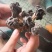 马鞍菌，海拔3000千米生长地。