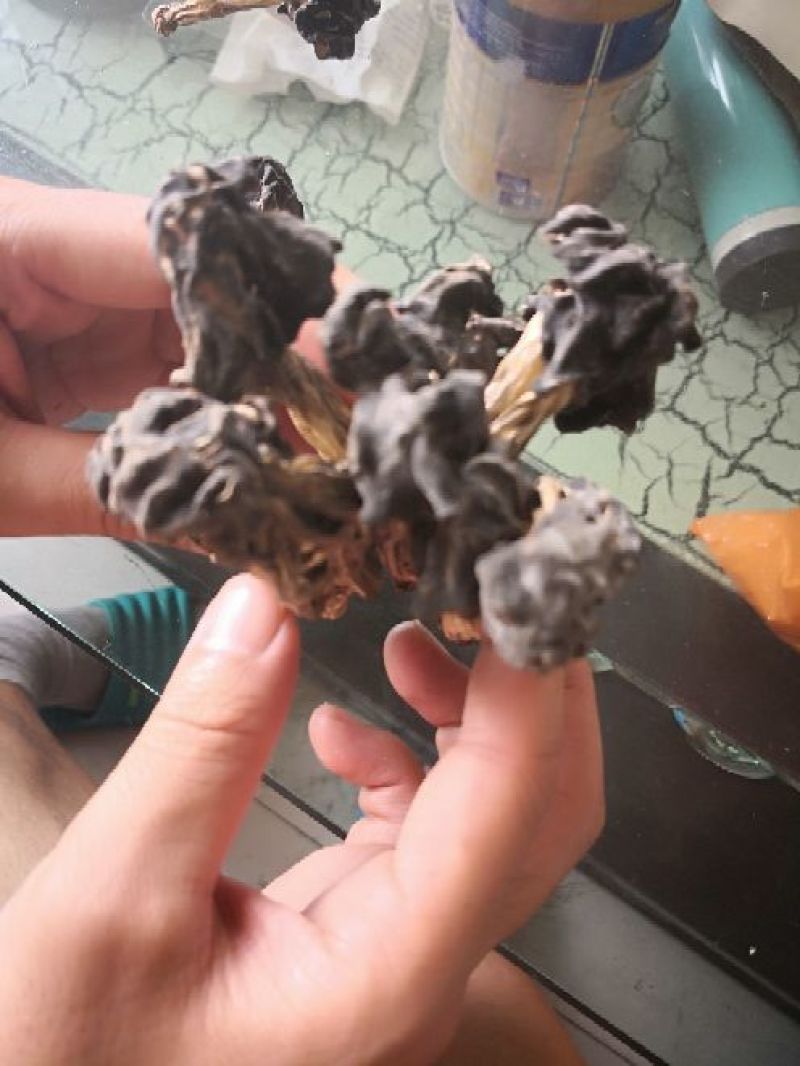 马鞍菌，海拔3000千米生长地。