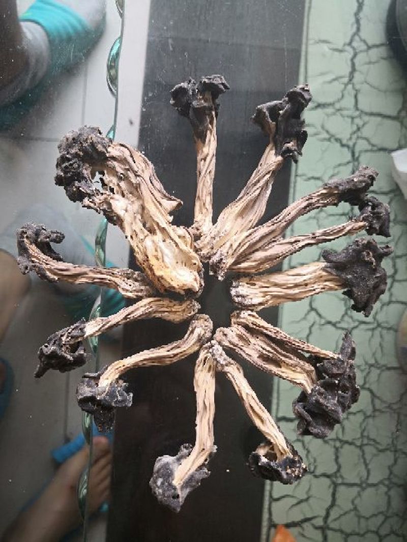 马鞍菌，海拔3000千米生长地。