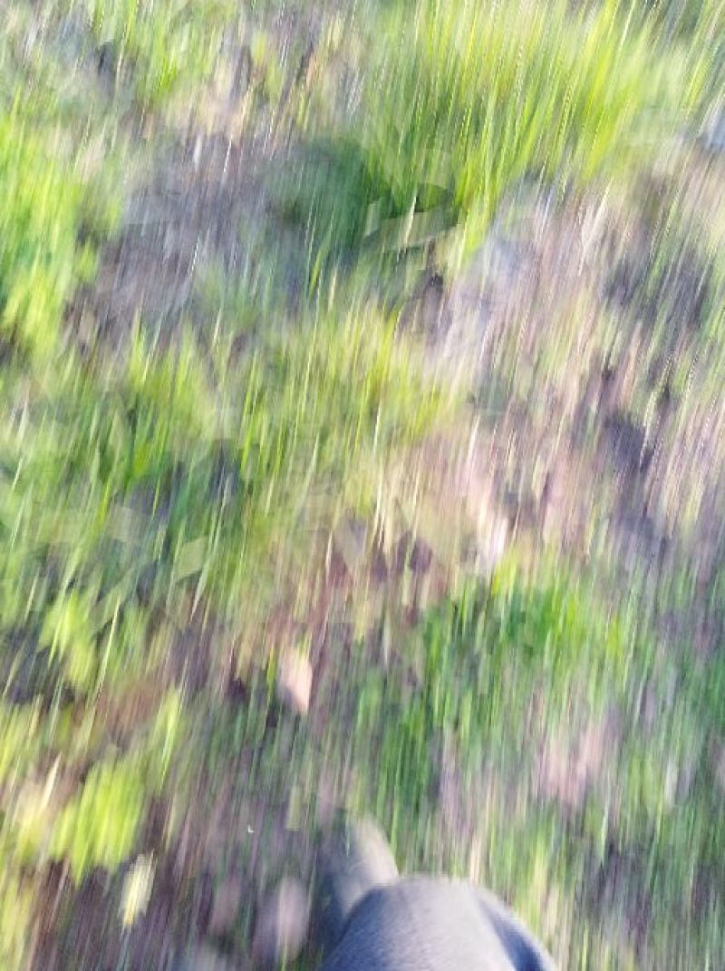 高原原生态山地桃特色.在永仁太阳城.，