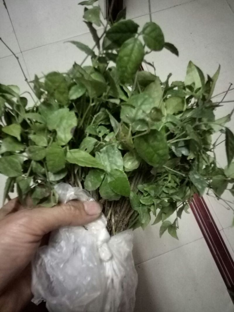 三叶青种苗