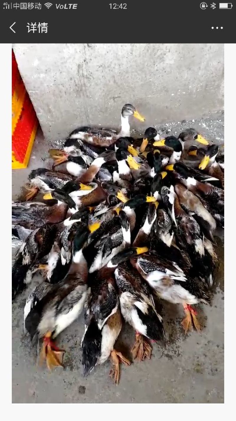 绍兴小公鸭