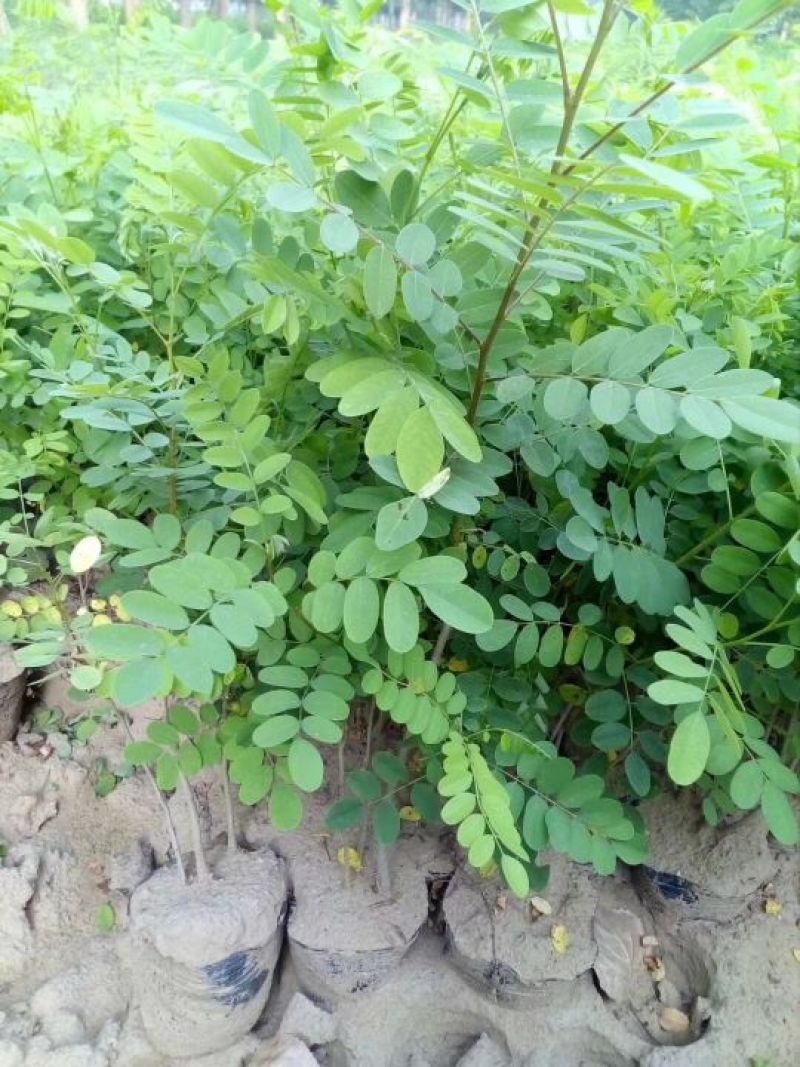 刺槐苗刺槐苗价格一年生刺槐苗