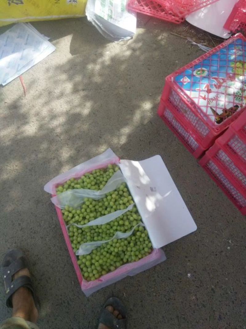 无核白葡萄以成熟欢迎大家来订购