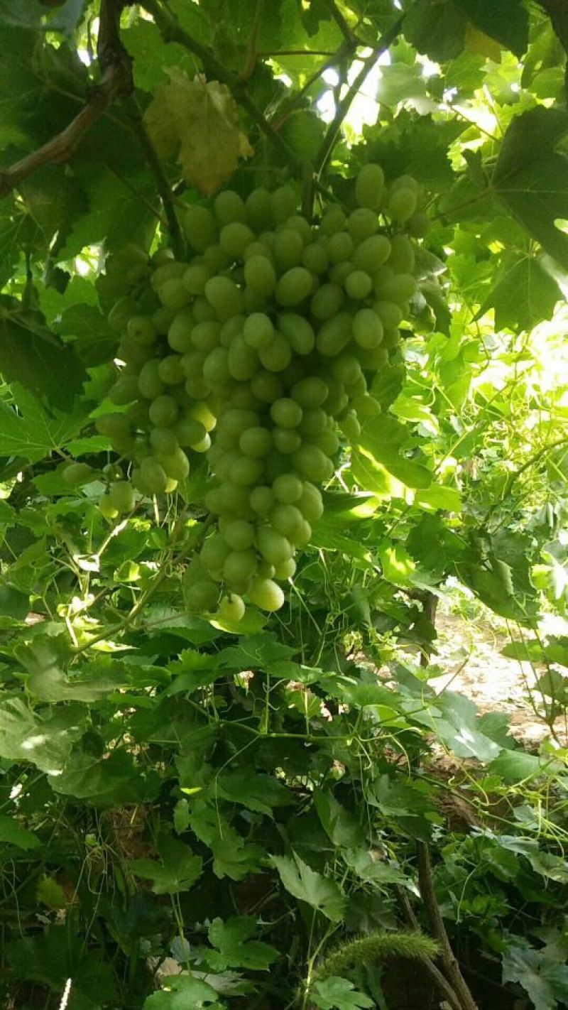无核白葡萄以成熟欢迎大家来订购