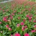 长春花