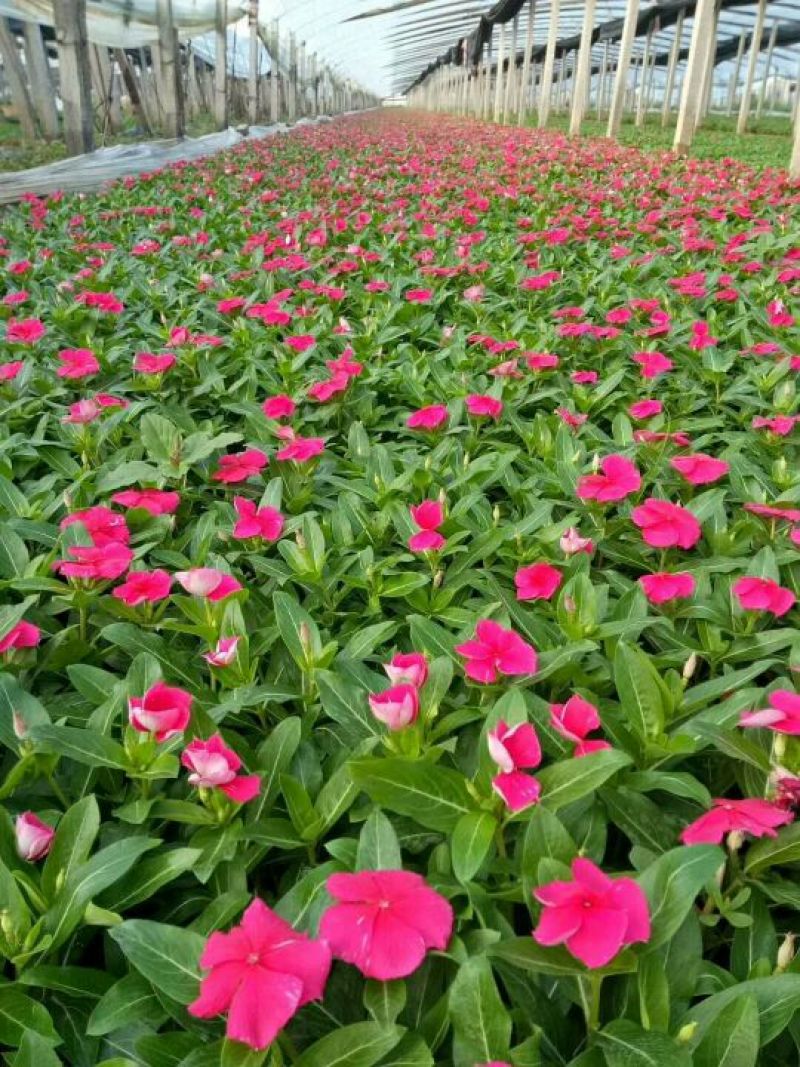 长春花
