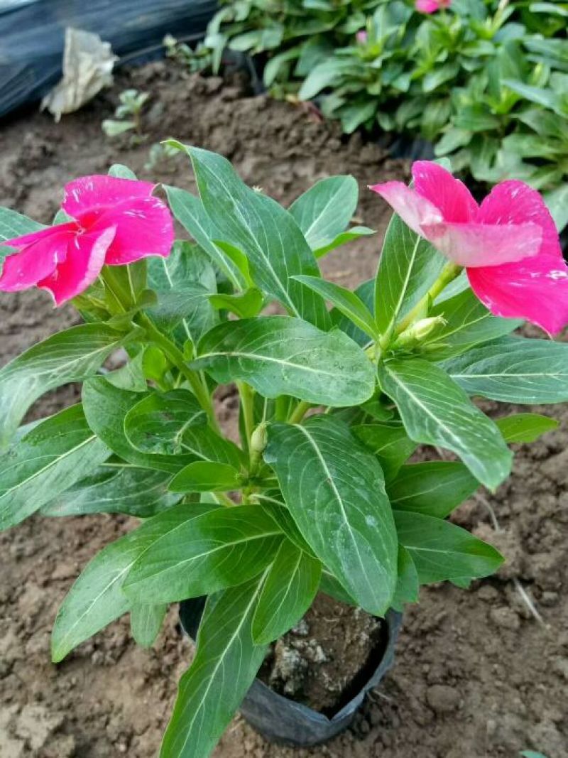 长春花