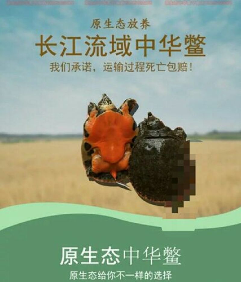 外塘中华鳖养殖小甲鱼苗水鱼苗团鱼苗王八苗龙鱼活体饲料包活