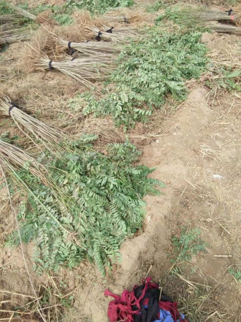 紫穗槐苗，万亩紫穗槐苗基地，一年二年紫穗槐苗，紫穗槐苗价