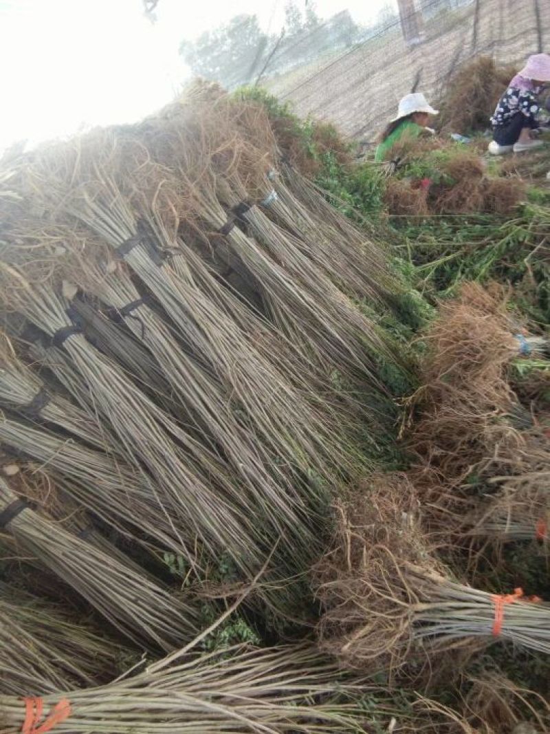 紫穗槐苗，万亩紫穗槐苗基地，一年二年紫穗槐苗，紫穗槐苗价