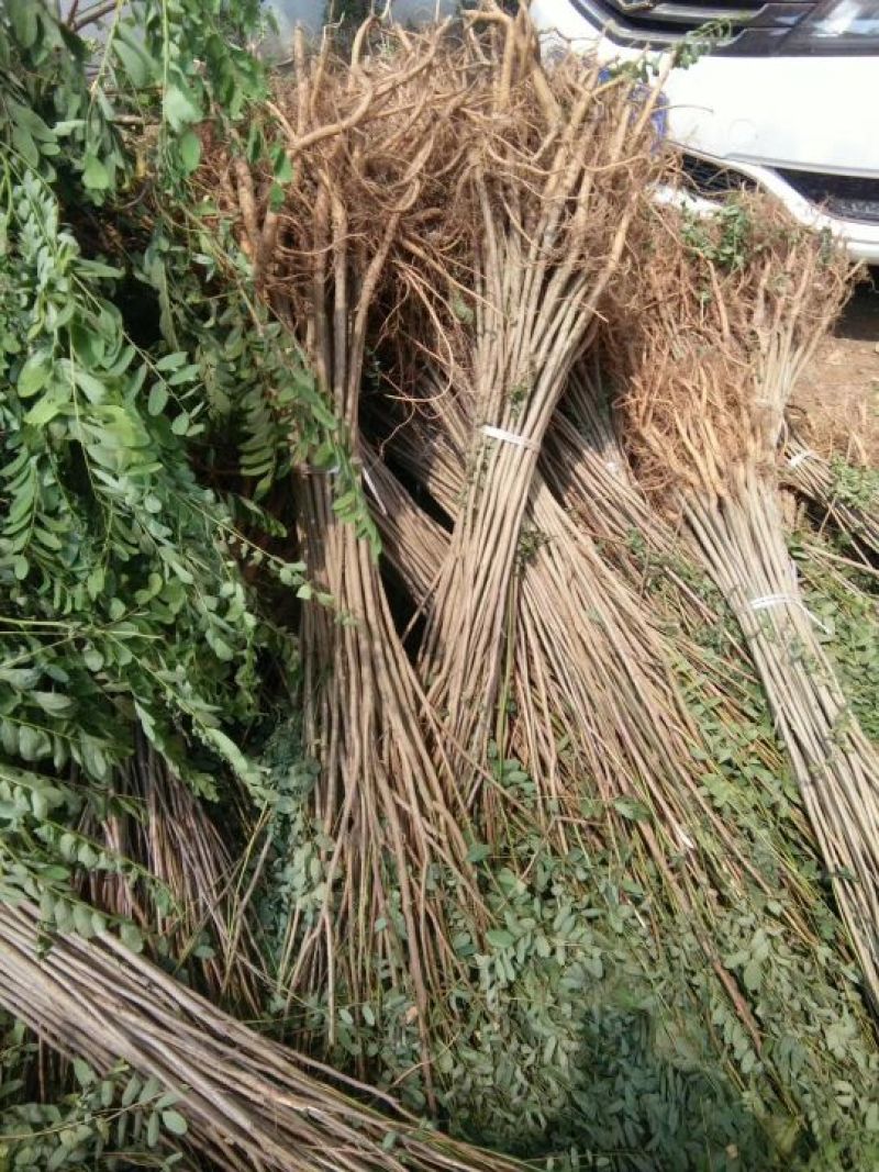 紫穗槐苗，万亩紫穗槐苗基地，一年二年紫穗槐苗，紫穗槐苗价