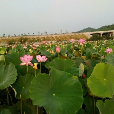 干莲.鲜莲.莲蓬.红莲