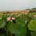 干莲.鲜莲.莲蓬.红莲