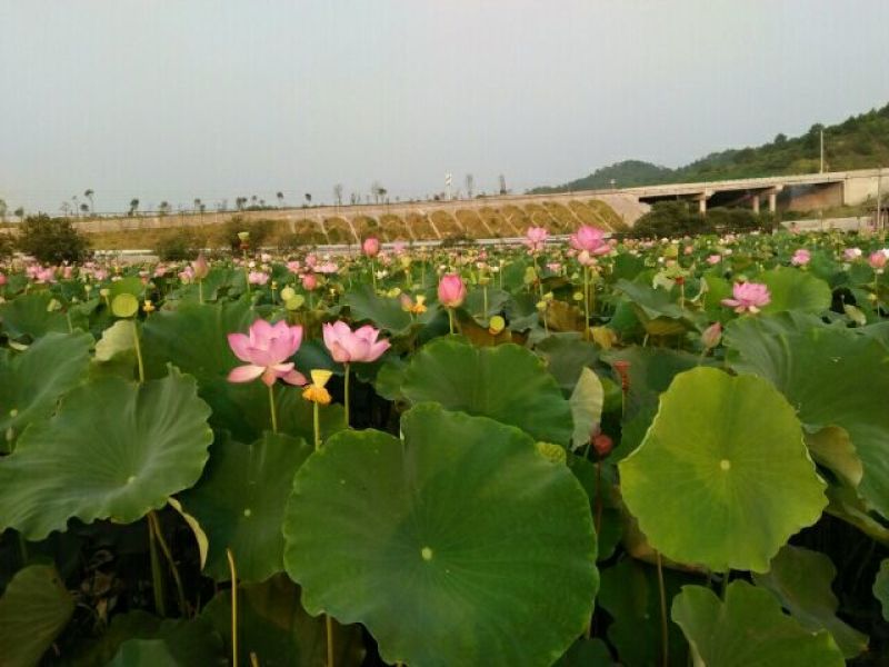 干莲.鲜莲.莲蓬.红莲
