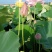 干莲.鲜莲.莲蓬.红莲