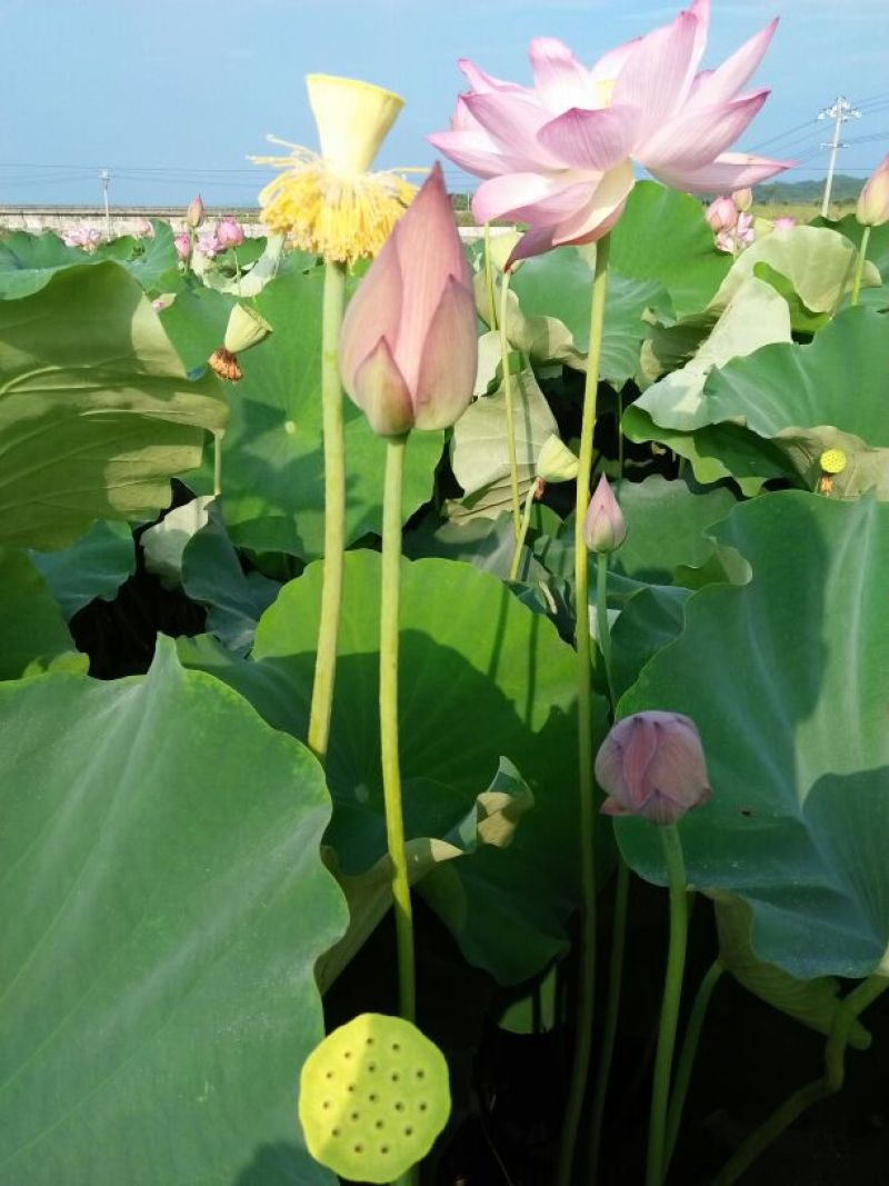 干莲.鲜莲.莲蓬.红莲