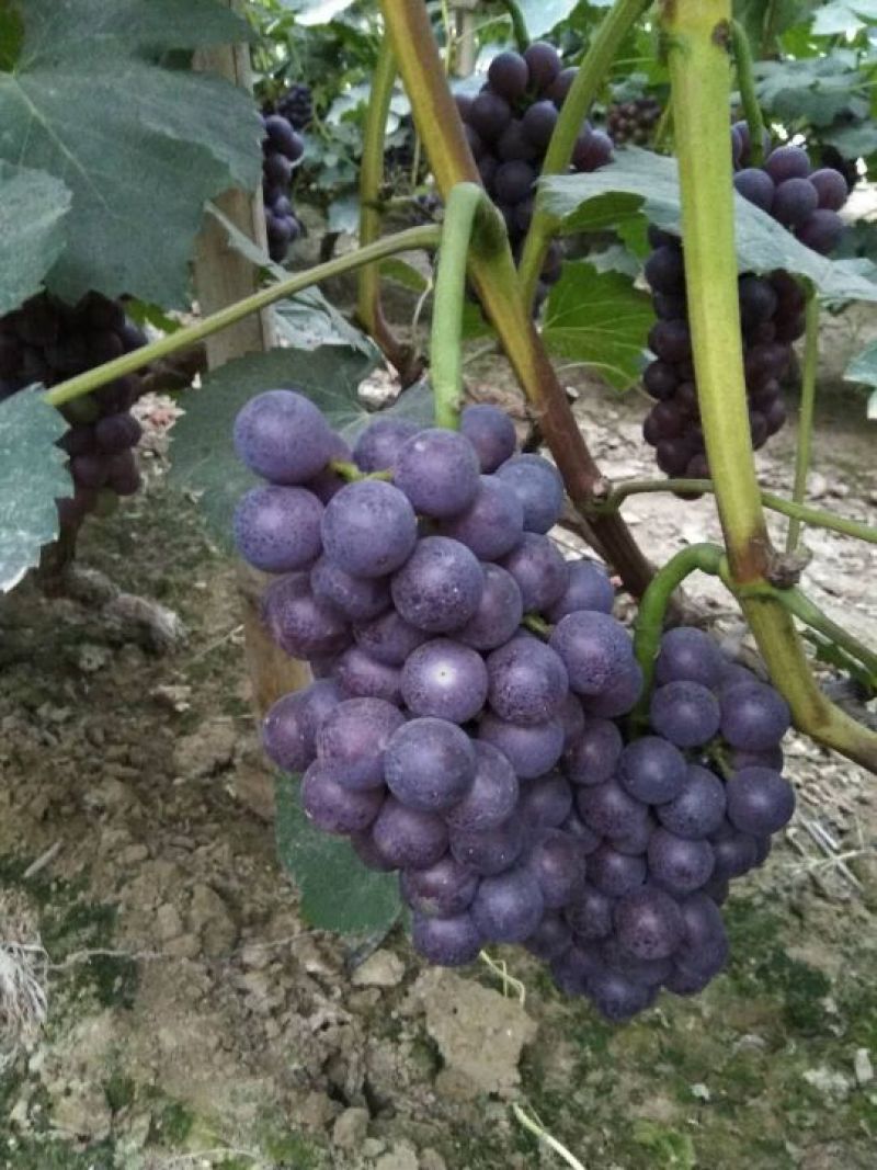 夏黑，乒乓球，维多利亚，黑吧，红吧