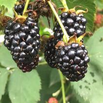 赣榆黑莓，万亩基地，地方特色