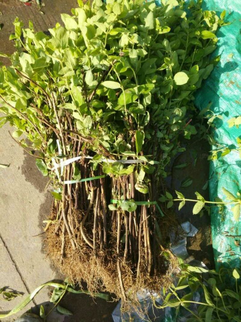 卖金银花苗子