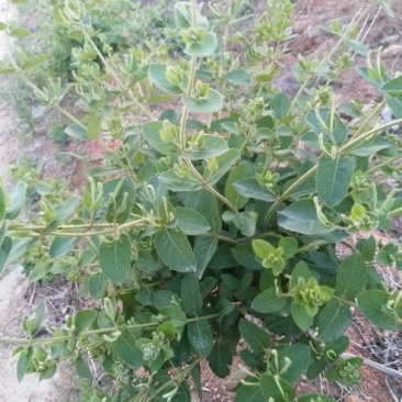 卖金银花苗子