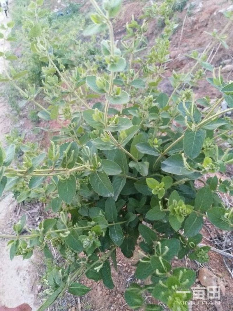 卖金银花苗子