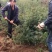花椒苗大红袍花椒苗狮子头花椒苗无刺花椒苗