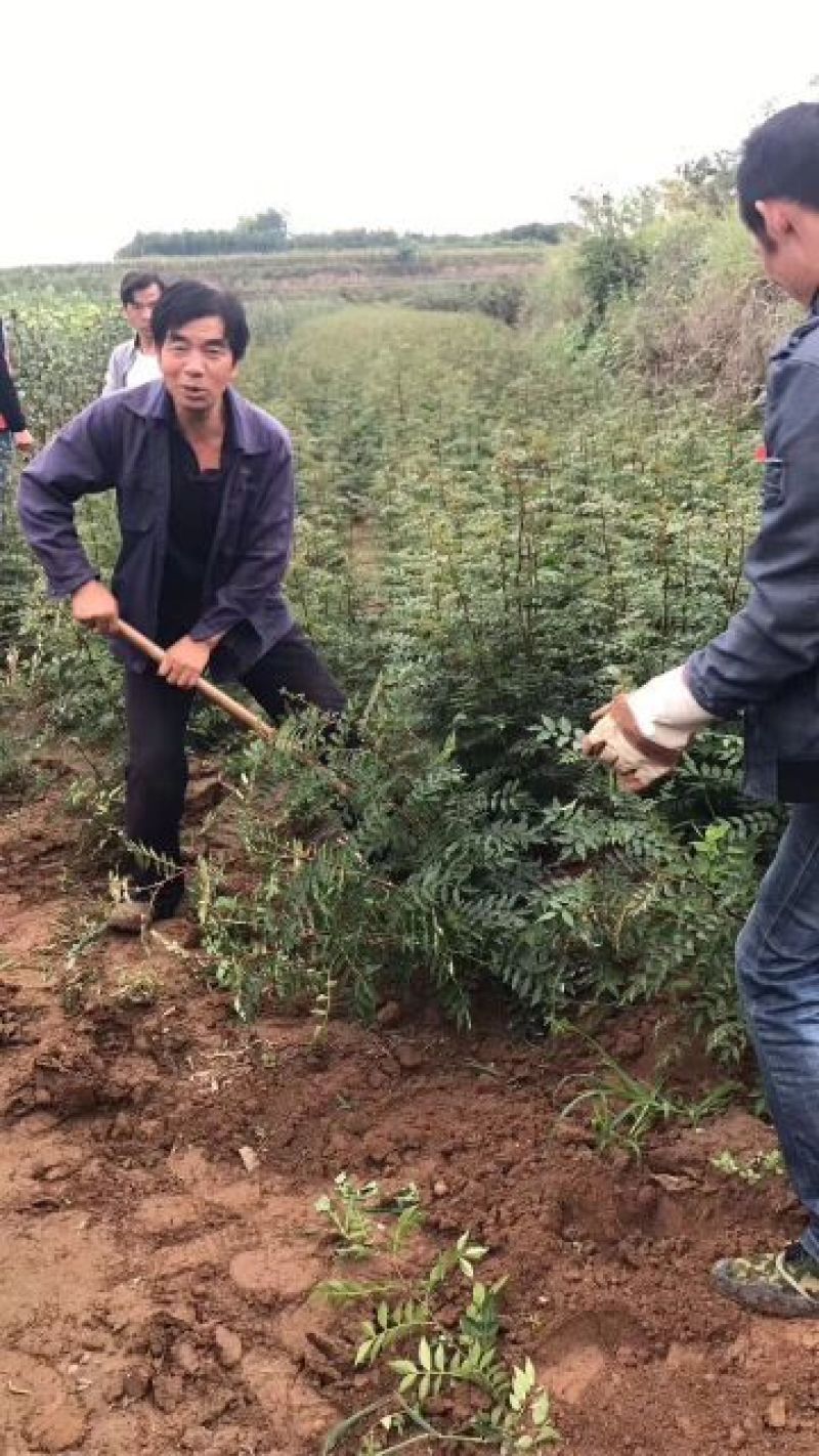 花椒苗大红袍花椒苗狮子头花椒苗无刺花椒苗