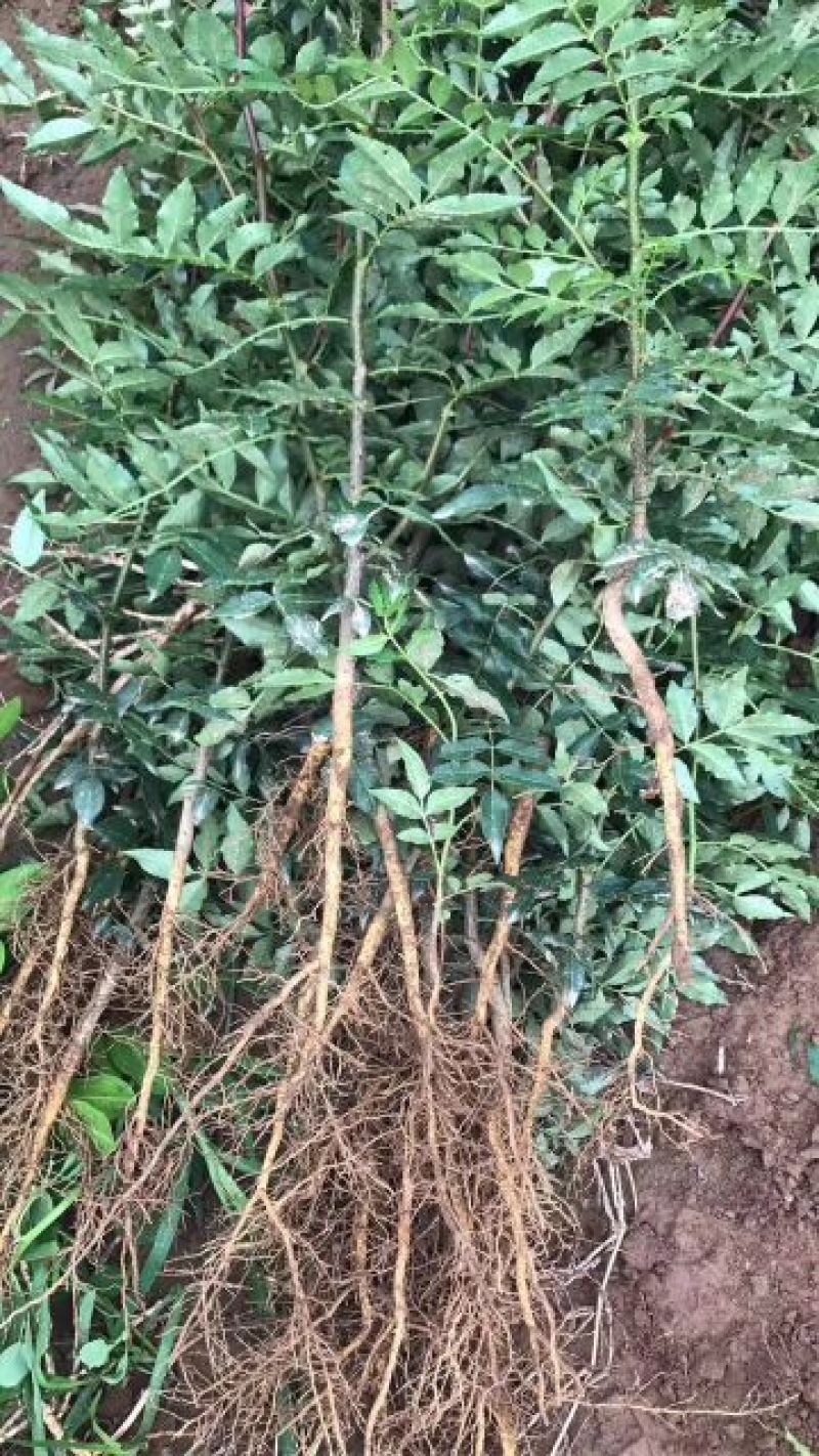 花椒苗大红袍花椒苗狮子头花椒苗无刺花椒苗