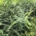 皂角苗大刺皂角苗药用皂角苗一年皂角苗
