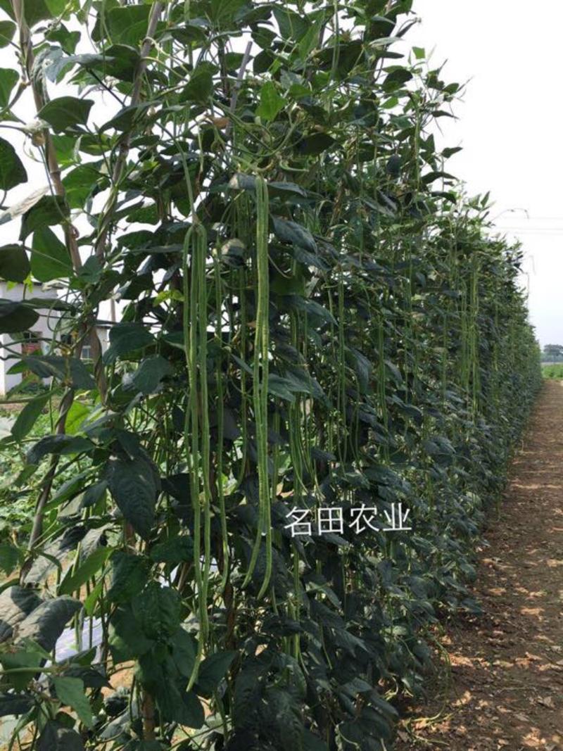 豆角种子长豇豆种子高品质、高产量，基地专用