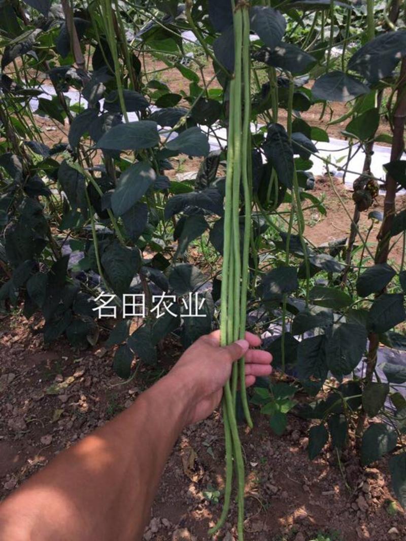 豆角种子长豇豆种子高品质、高产量，基地专用