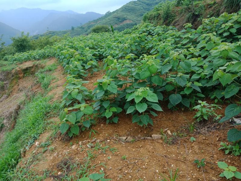 陕西省隆辉煌农业发展有限公司毛叶山桐子种苗。