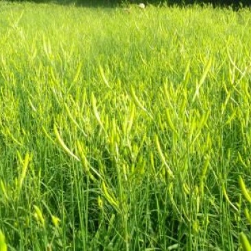 新鲜黄花菜农家金针菜批发50斤100斤200斤
