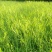 新鲜黄花菜农家金针菜批发50斤100斤200斤