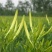 新鲜黄花菜农家金针菜批发50斤100斤200斤