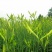 新鲜黄花菜农家金针菜批发50斤100斤200斤